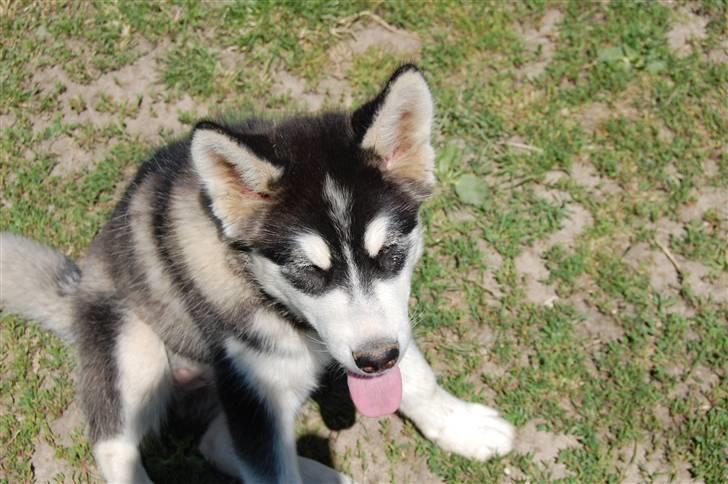 Alaskan malamute alaskans-miqila Xena - 4 mdr billede 10