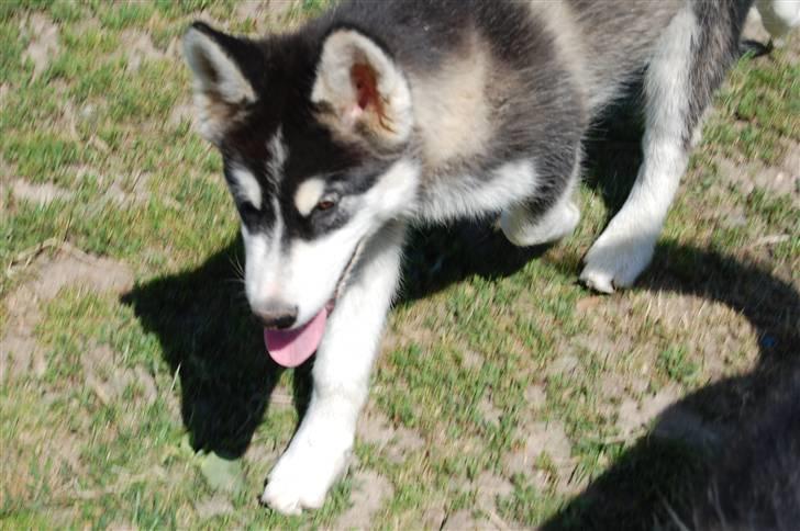 Alaskan malamute alaskans-miqila Xena billede 11