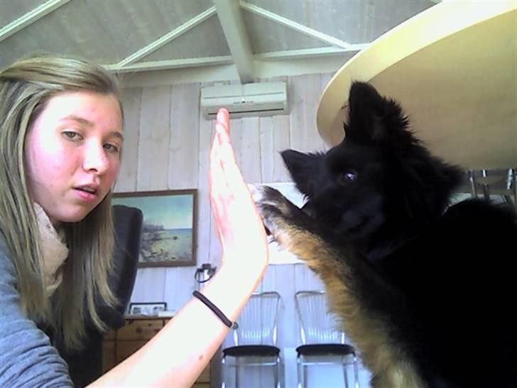 Islandsk fårehund TOFTEDALS KILJAN  ! <3 min bedste ven :')   - Hader mit ansigt udtryk !  

Du er de sangene jeg synger, du er de tonerne der der strømmer, du er drømmene jeg drømmer, du er sød musik ! 

Du er ro og stille fred, du er min store kærlighed, du er så meget mere end nogen ander, du er sød musik ! billede 11