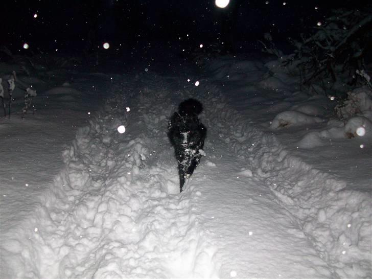 Islandsk fårehund TOFTEDALS KILJAN  ! <3 min bedste ven :')   - "Sne så blir det bare ikk bedre <3 " billede 12