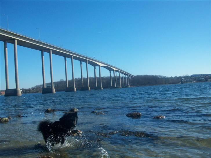 Islandsk fårehund TOFTEDALS KILJAN  ! <3 min bedste ven :')   - Vaaaaaaaaaaaaaaaaaaaaaand ! <3 <3 <3  billede 13