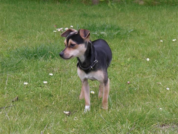 Dvaergpinscher Tarzan billede 9