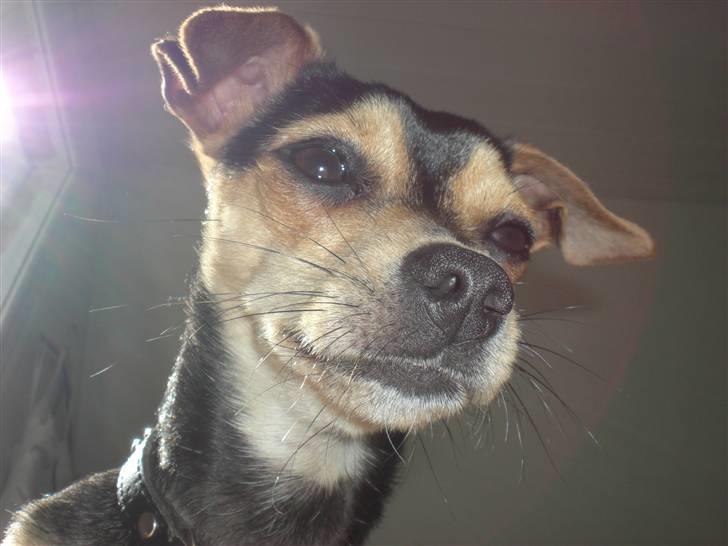 Dvaergpinscher Tarzan billede 10