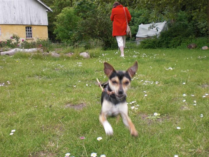 Dvaergpinscher Tarzan billede 11