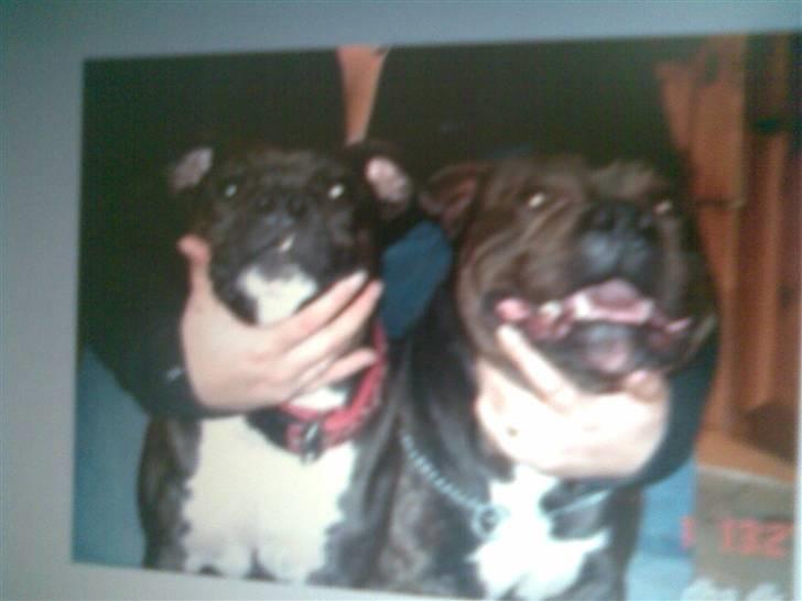 Staffordshire bull terrier Divah <3 billede 7