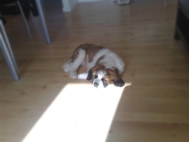 Sankt bernhardshund Basse - Så er min basse 12 uger  billede 2