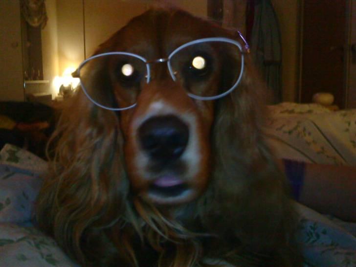 Cocker spaniel Tayson billede 20