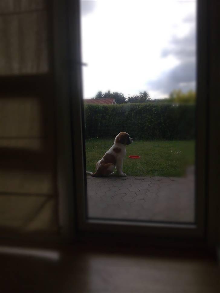 Sankt bernhardshund Basse billede 3