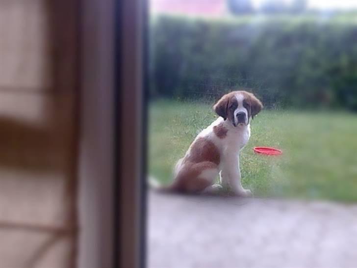 Sankt bernhardshund Basse billede 4