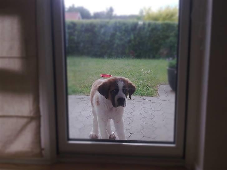 Sankt bernhardshund Basse billede 5