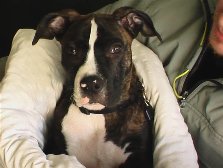 Blanding af racer Kovu billede 1