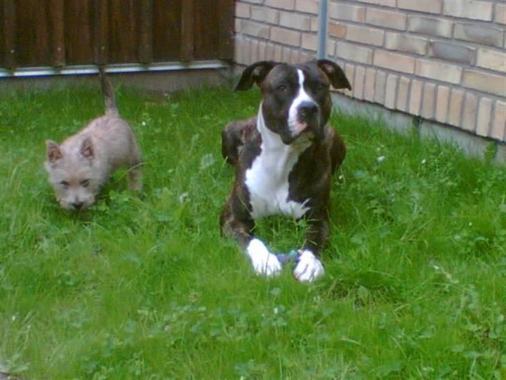 Blanding af racer Kovu billede 2