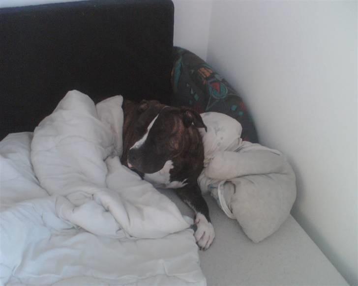 Blanding af racer Kovu billede 3