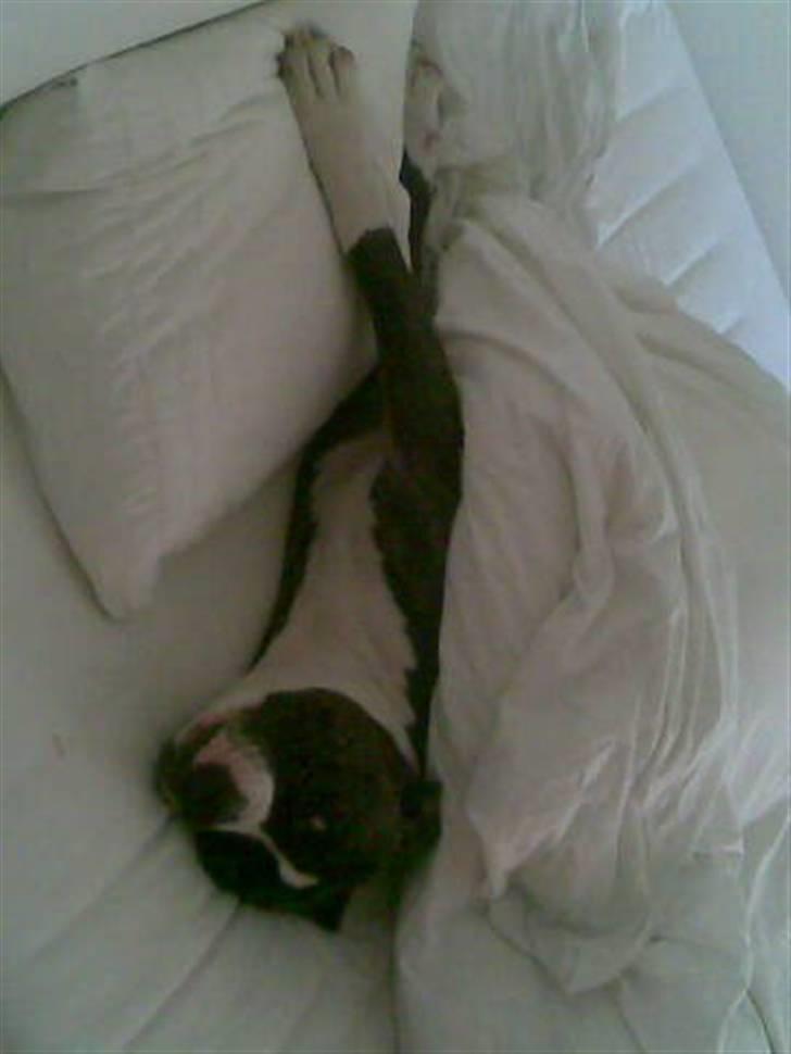 Blanding af racer Kovu billede 4