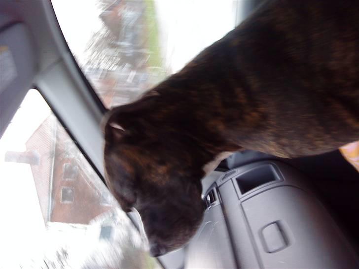 Blanding af racer Kovu billede 5