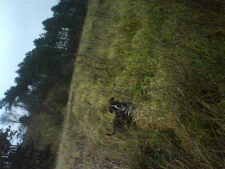 Blanding af racer Kovu billede 6