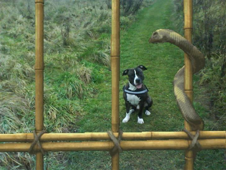 Blanding af racer Kovu billede 7