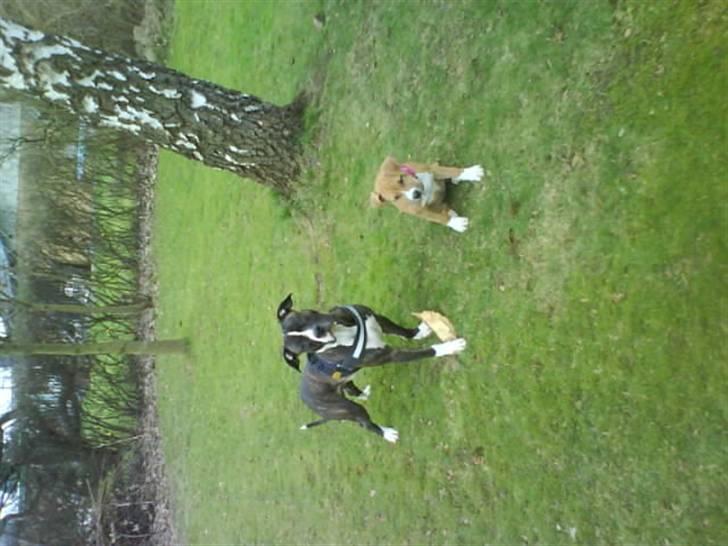 Blanding af racer Kovu billede 8