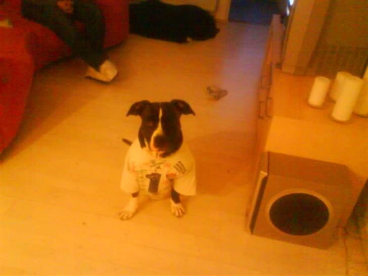 Blanding af racer Kovu billede 9