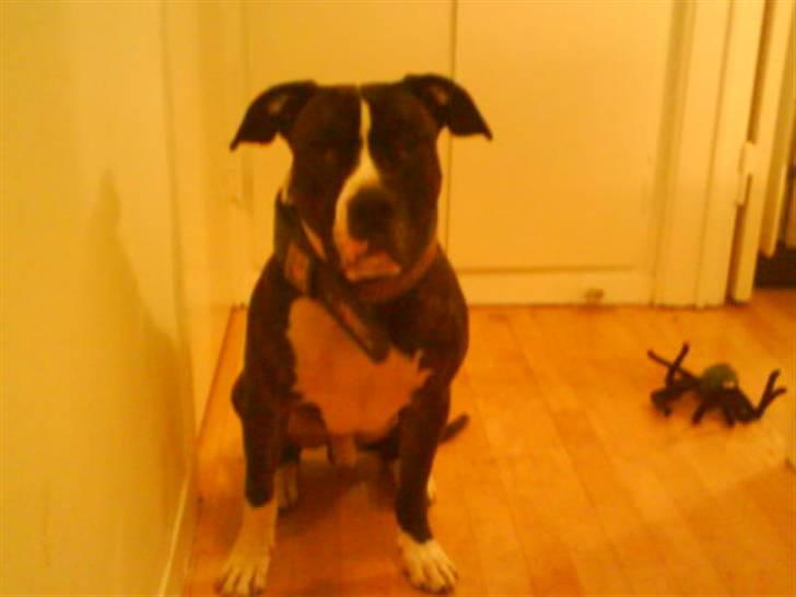 Blanding af racer Kovu billede 10