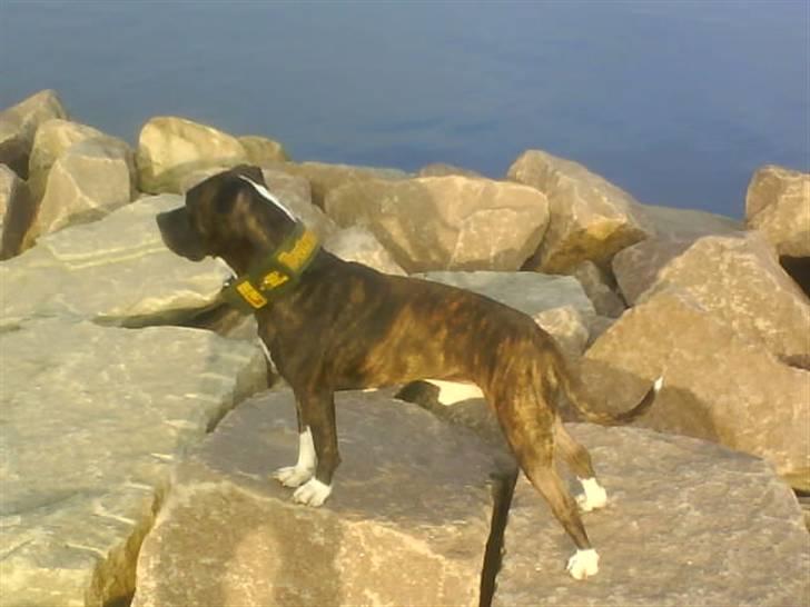 Blanding af racer Kovu billede 11