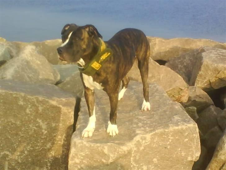 Blanding af racer Kovu billede 12