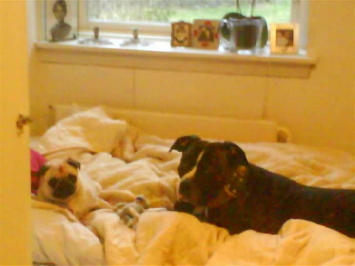 Blanding af racer Kovu billede 13