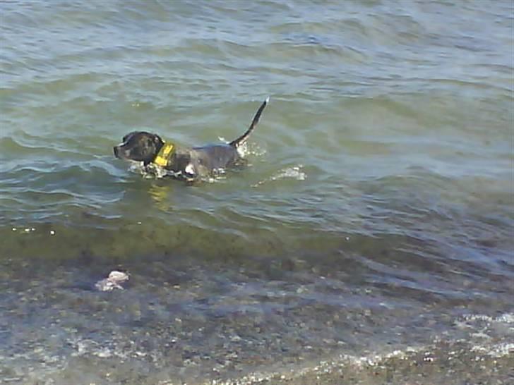 Blanding af racer Kovu billede 14