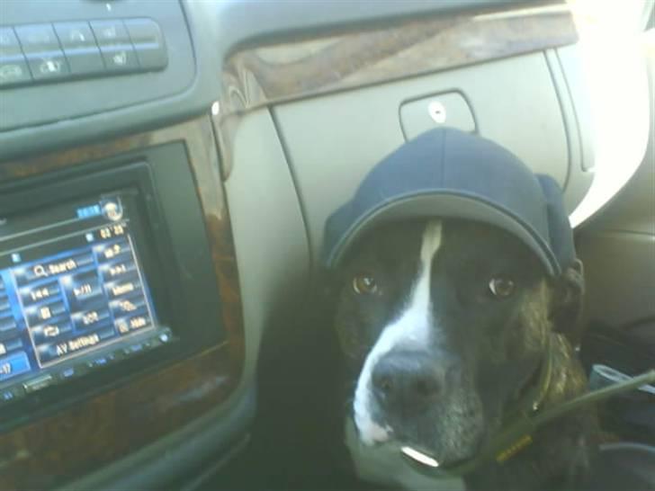 Blanding af racer Kovu billede 15