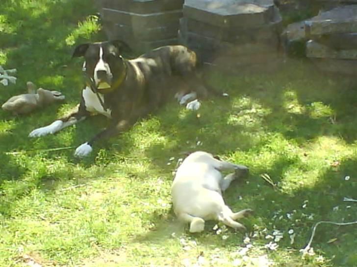 Blanding af racer Kovu billede 16