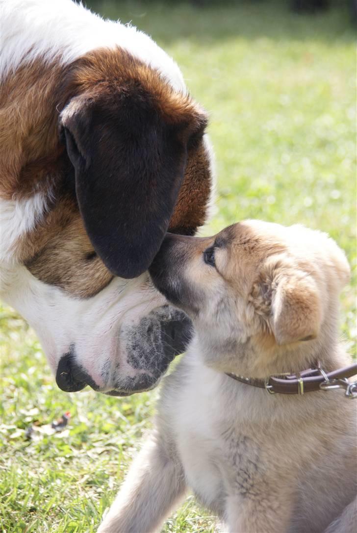 Islandsk fårehund Fala - Fala og en stor hund vi mødte, her er hun 11 uger! billede 14