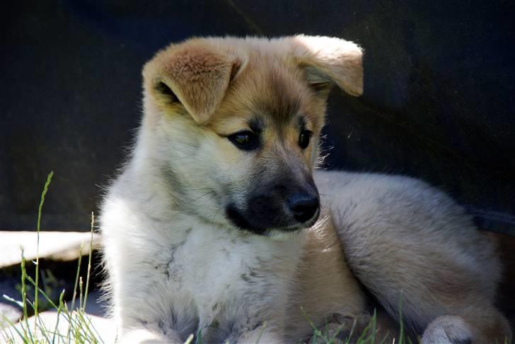 Islandsk fårehund Fala - 12 uger gammel, og utrolig smuk! billede 15