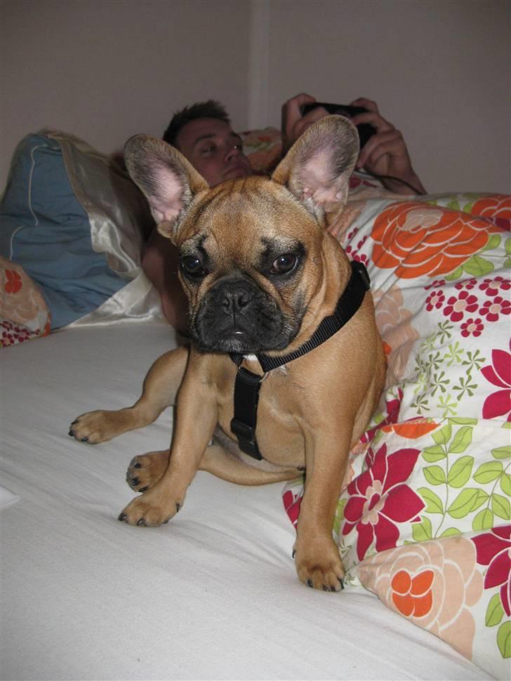 Fransk bulldog Karla - Karlas yndlingssted, nemlig mors og fars seng. Mm.. billede 7