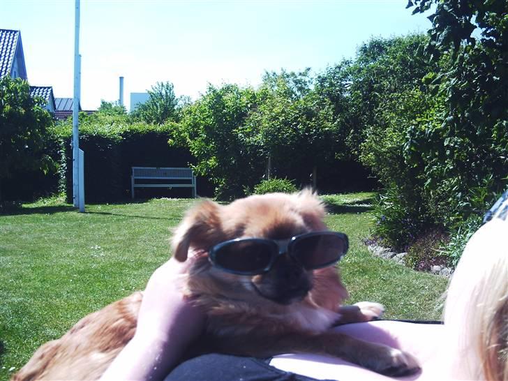 Blanding af racer Malou billede 9