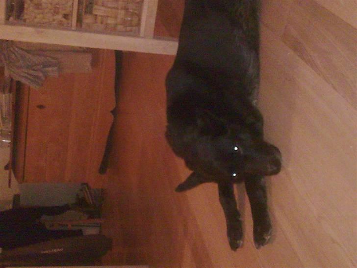 Schæferhund Rico billede 4