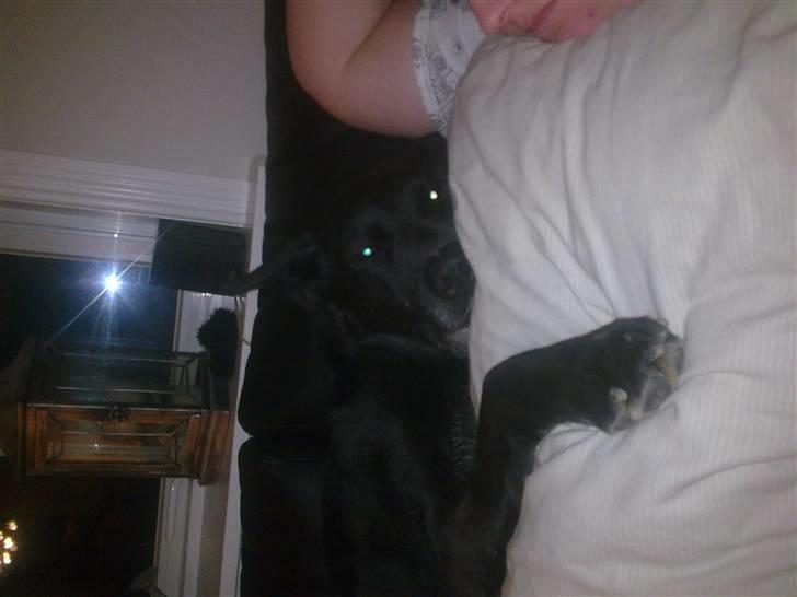 Schæferhund Rico billede 3