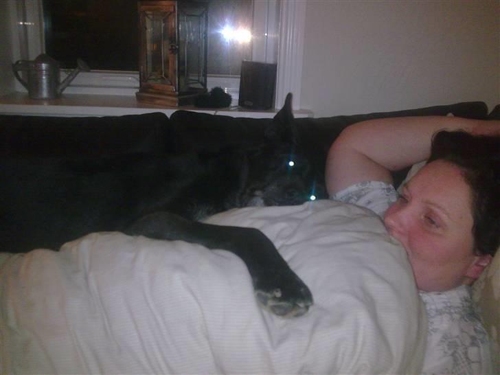 Schæferhund Rico billede 5