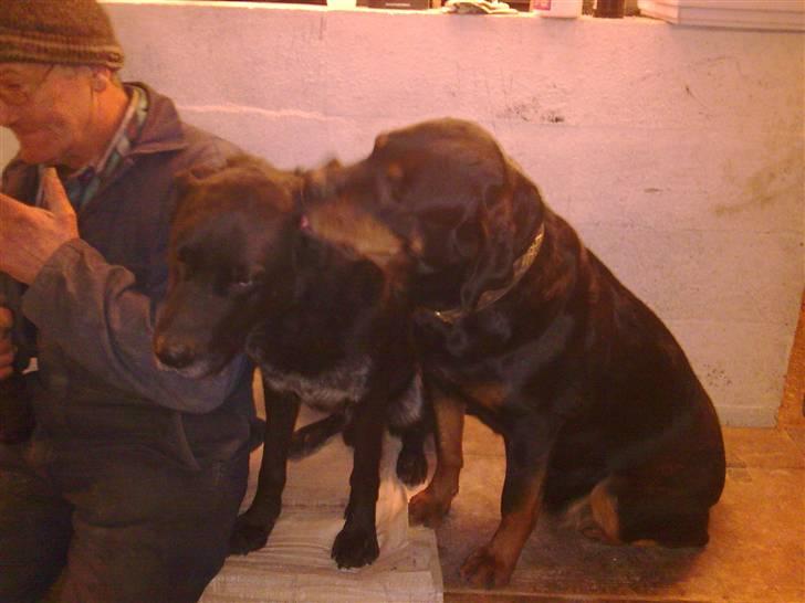 Schæferhund Rico billede 10