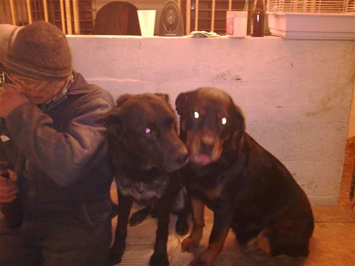 Rottweiler Maggi  (Død d. 10/8 2009) billede 4