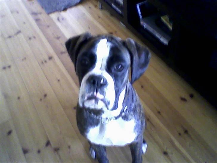 Boxer Mokka billede 1