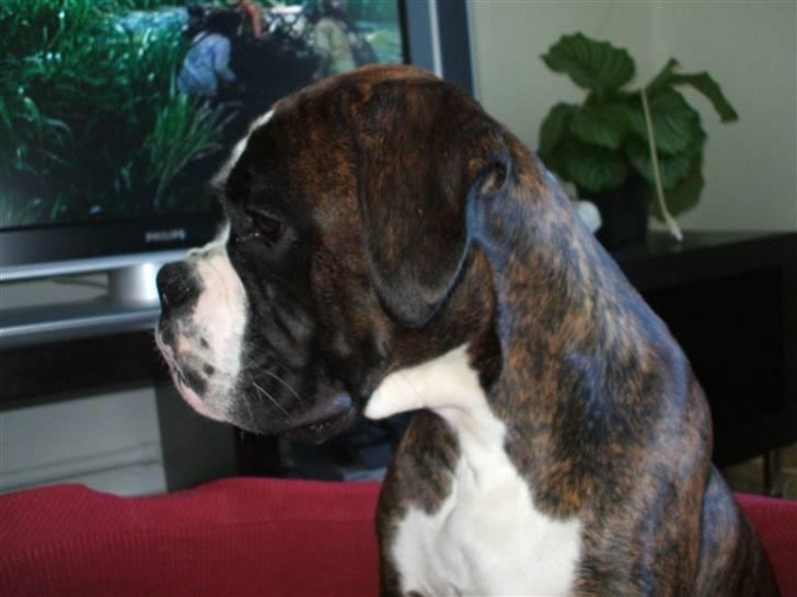 Boxer Mokka billede 2