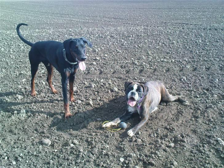 Boxer Mokka billede 3