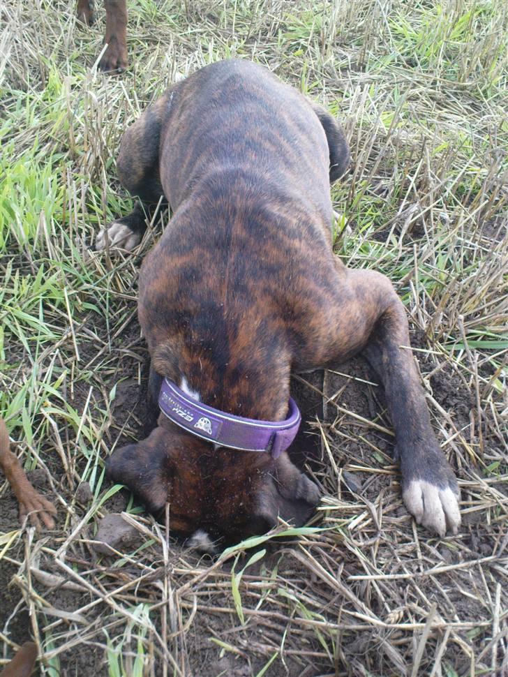 Boxer Mokka billede 4