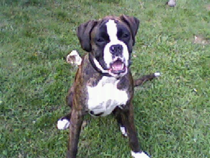 Boxer Mokka billede 5