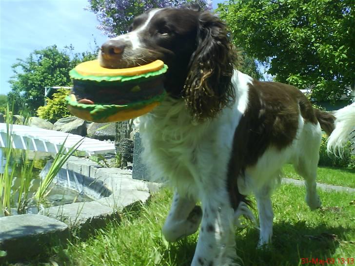 Field spaniel basse billede 1