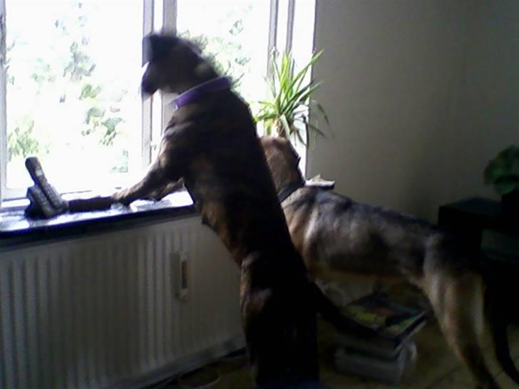 Boxer Mokka billede 6