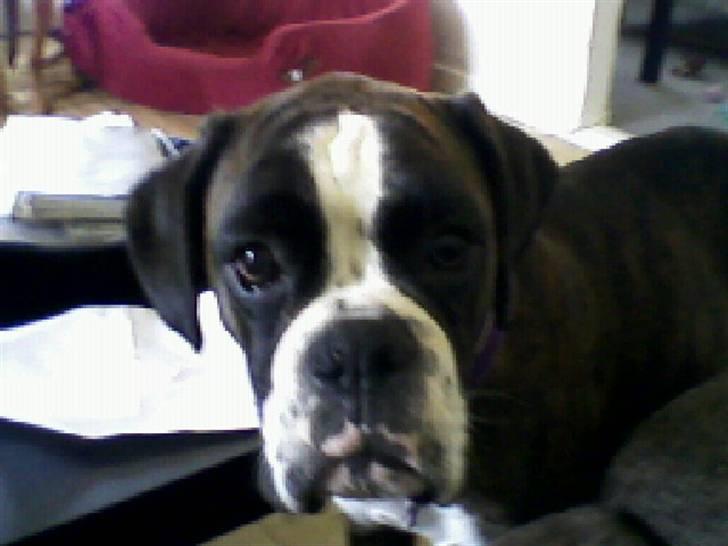 Boxer Mokka billede 7