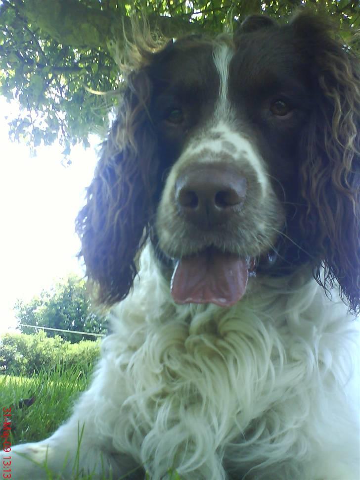 Field spaniel basse billede 3