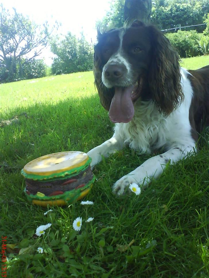 Field spaniel basse billede 4