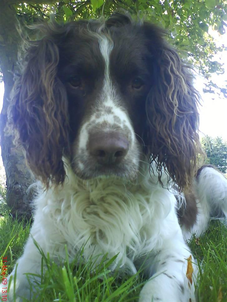 Field spaniel basse billede 5